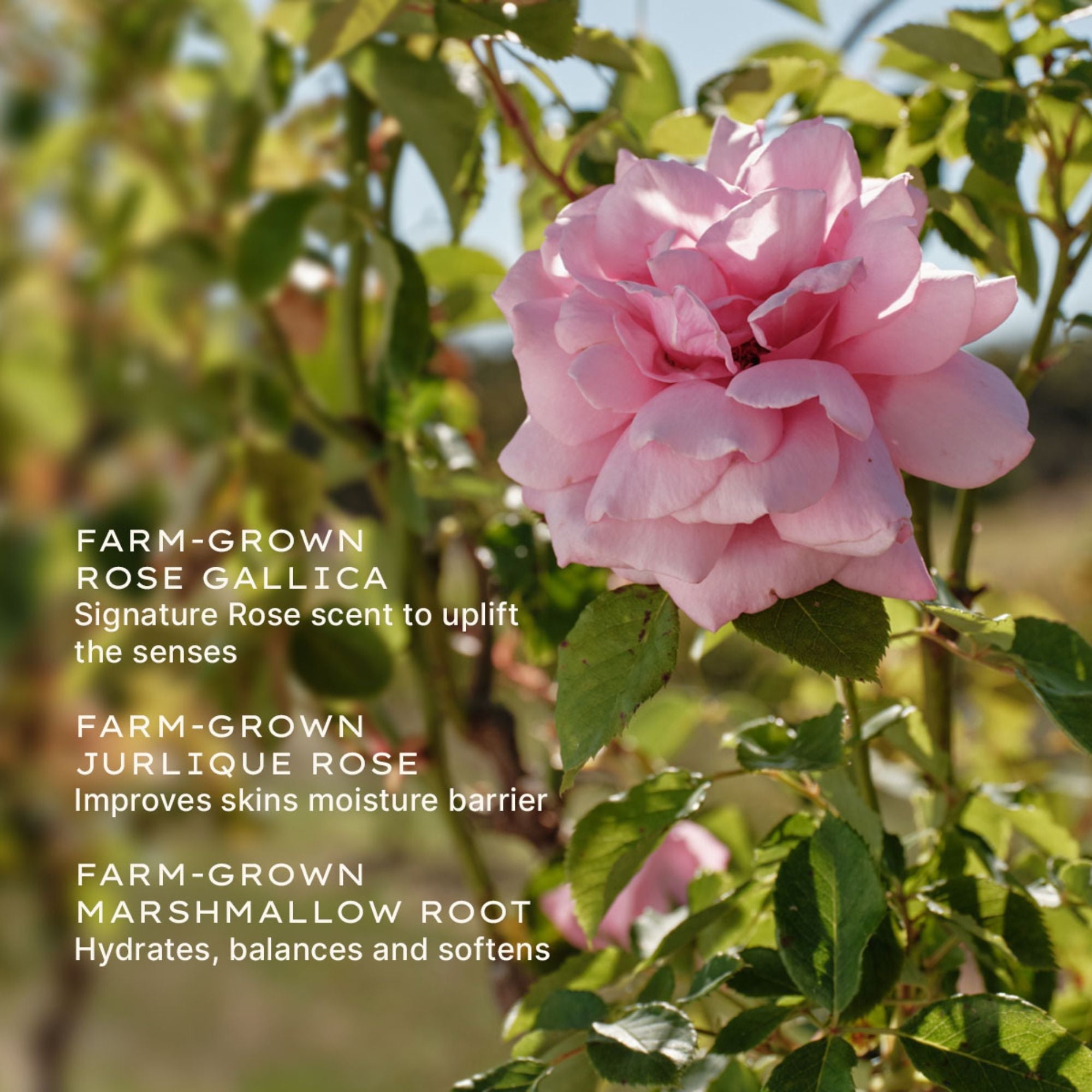 Jurlique Rare Rose Serum 30ml #Size_30ml